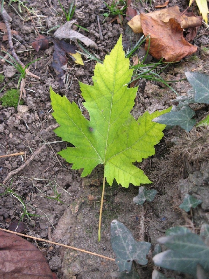 Autunno alpino